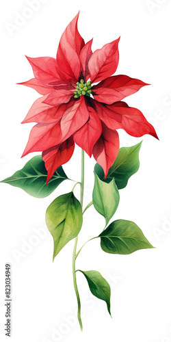red poinsettia isolated on white
