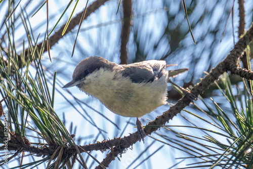 Pygmy Nuthatch on tree photo