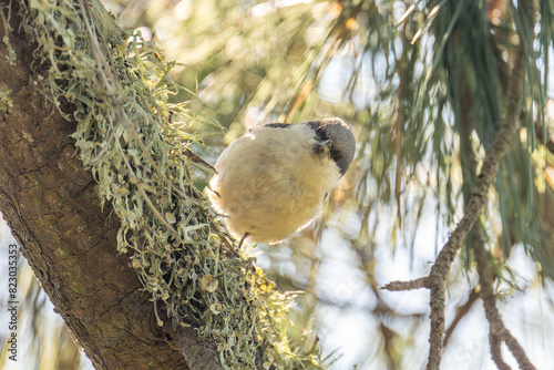 Pygmy Nuthatch on tree photo