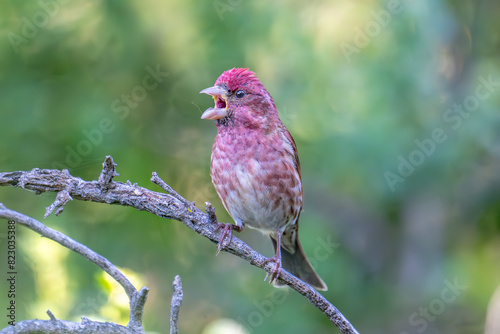 Purple Finch on branch photo