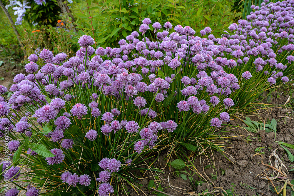 Blossoming onion (Allium schoenoprasum)