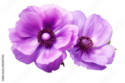 Blooming Elegance: Two Majestic Purple Flowers Dance on a Pure White Canvas on Transparent PNG Background.