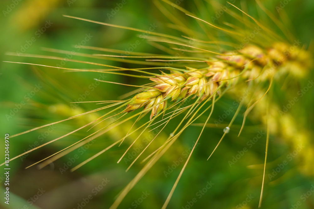 Obraz premium 実った麦の穂