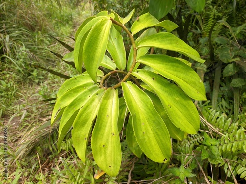 Costus barbatus plants In Tropical nature borneo photo