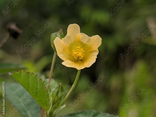 Sida rhombifolia flower in the morning photo
