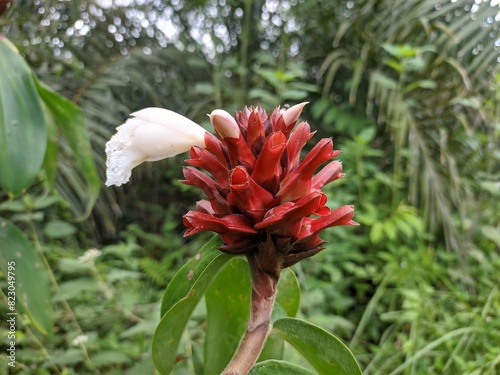 Costus barbatus flower in tropical nature borneo photo