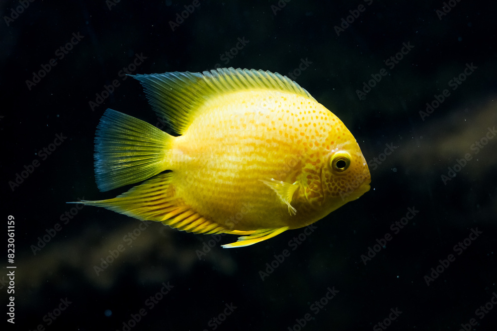 Closeup of yellow tang fish in Aquarium. Marine pet life