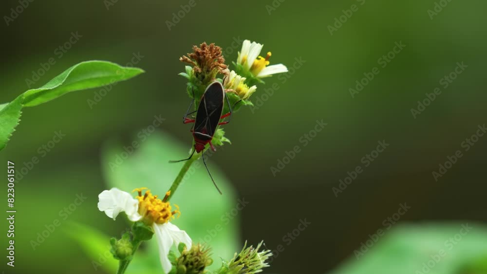 Cotton Stainer sipping nectar from Spanish needle flower in Orlando, Florida, Osprey Trail, sunny day with other plants in background Cotton Stainer sipping nectar from Spanish needle flower in Orlando, Florida, Osprey Trail, sunny day with other plants in background