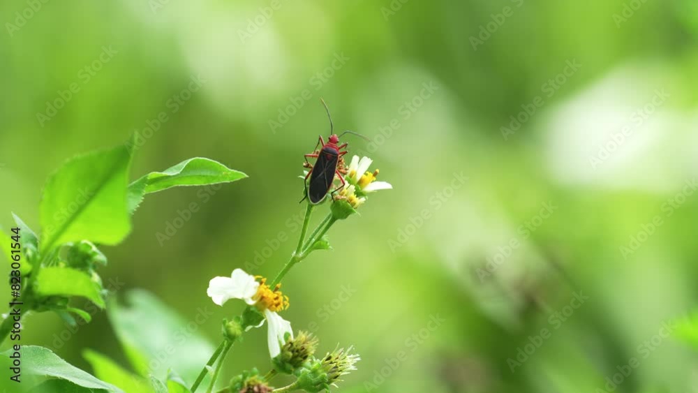 Cotton Stainer bug crawling up Spanish needle flower and sipping nectar Orlando, Florida, Osprey Trail, sunny day with other plants in background, ants crawling nearby