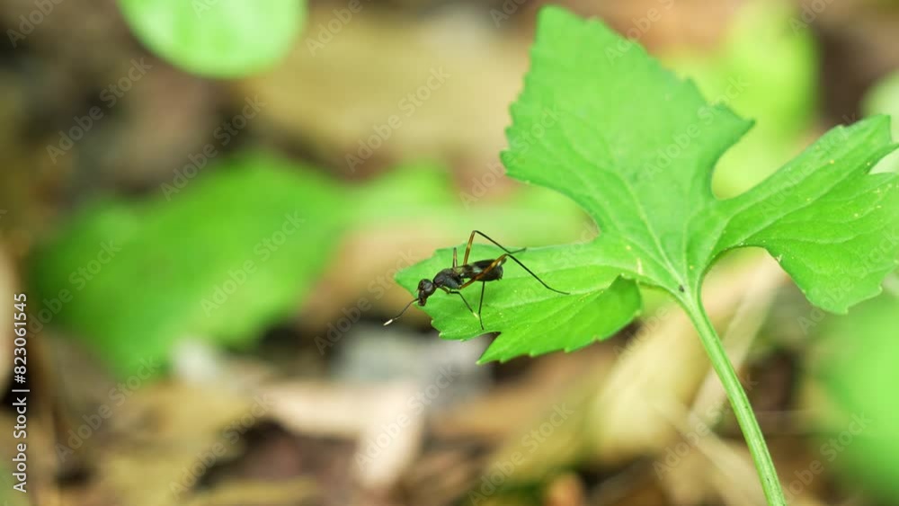 Stilt-legged fly waving front legs, sitting on leaf in Florida forest 4k Stilt-legged fly waving front legs, sitting on leaf in Florida forest 4k