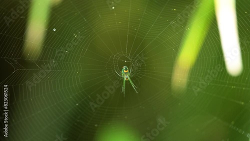 Orchard orb weaver spider sitting in center of web with abdomen clearly visible, Central Florida forest 4k 60p photo
