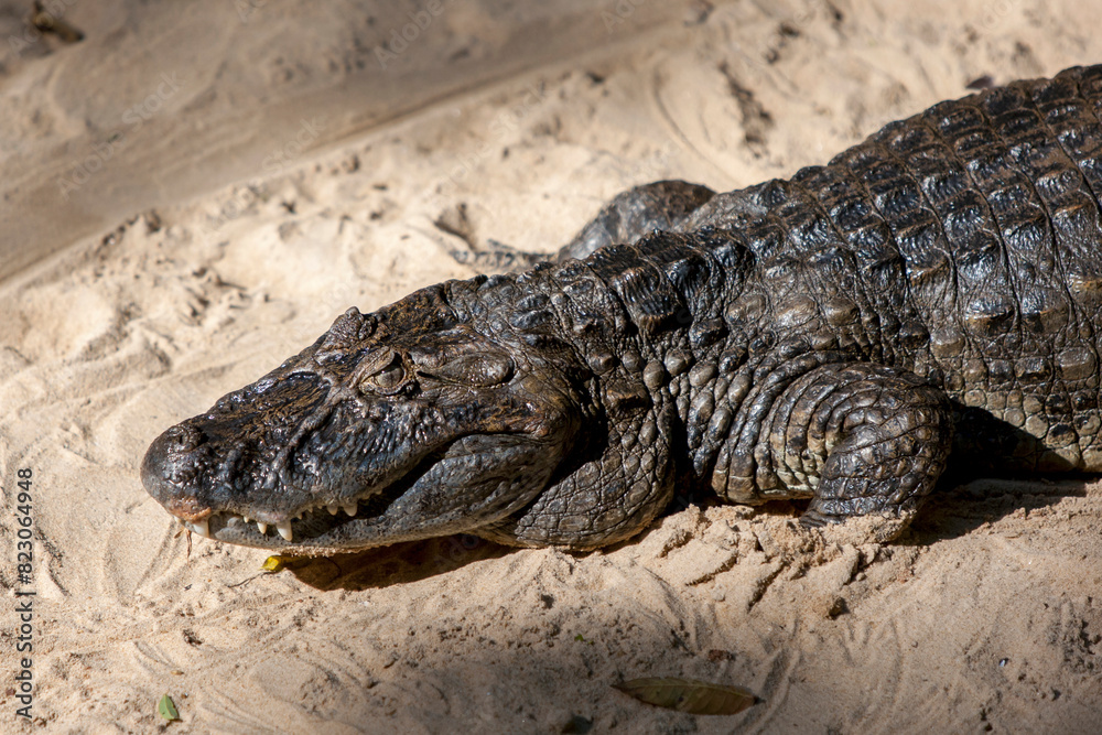 A captive caiman at the wildlife santuary on the Brazilian side of Iguazu Falls. The caiman belongs to the family Alligatoridae of the order Crocodilia. A captive caiman at the wildlife santuary on the Brazilian side of Iguazu Falls. The caiman belongs to the family Alligatoridae of the order Crocodilia.