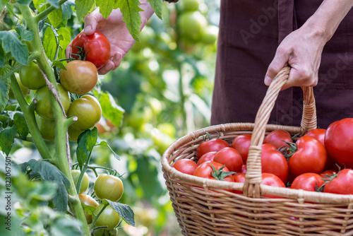 Woman is picking tomatoes, ripe red tomatoes in a basket; farming, gardening and agriculture  concept