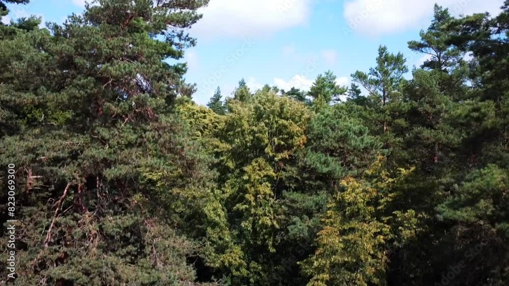 Forest on the Curonian Spit