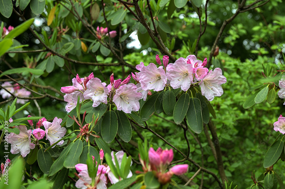 Beautiful pink rhododendrons during spring bloom Beautiful pink rhododendrons during spring bloom