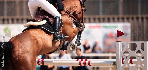 Papier peint Horse, show jumping horse, close-ups at a tournament.