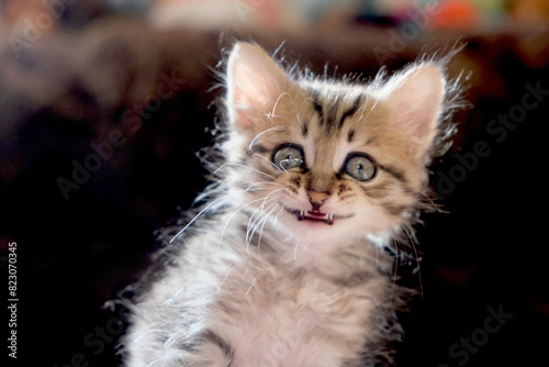 Pretty cute kitten. Funny smiling laughing pets. Happy Tabby cat. Humor