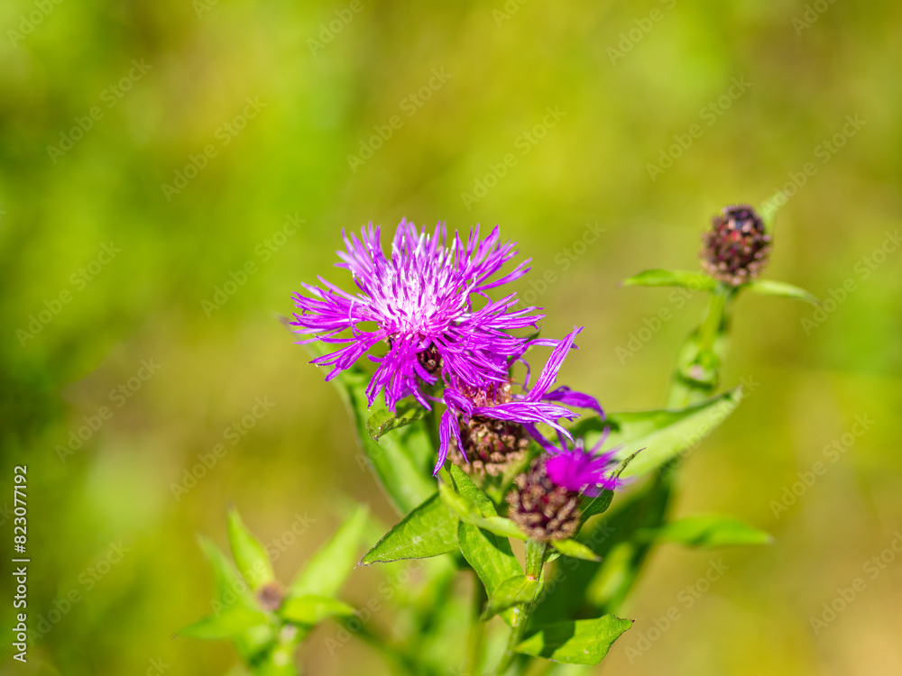 Purple thistle flower with delicate spiky petals Purple thistle flower with delicate spiky petals