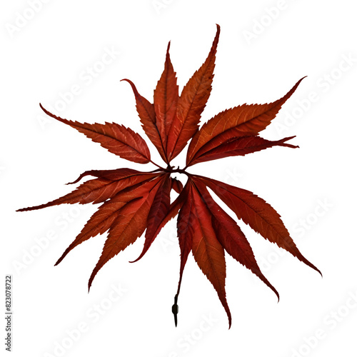 High-Resolution Leaf Clip Art Collection © Hanjala