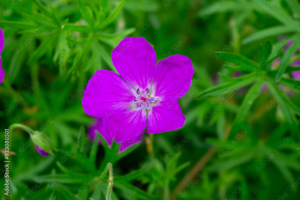 Bloody Cranesbill - Geranium sanguineum Pink Garden Flower Bloody Cranesbill - Geranium sanguineum Pink Garden Flower