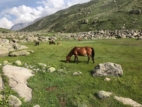 Treking in the Mountains of India photo