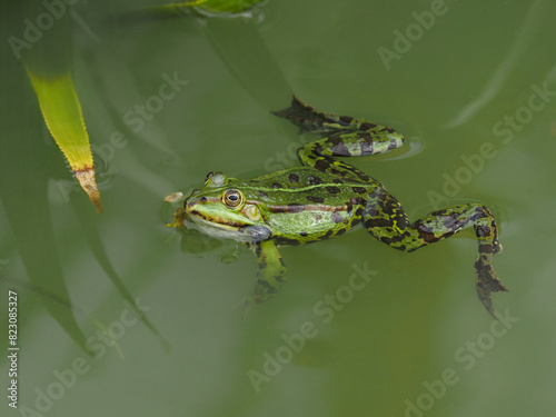 Schwimmender grüner männlicher Frosch im Teich	
