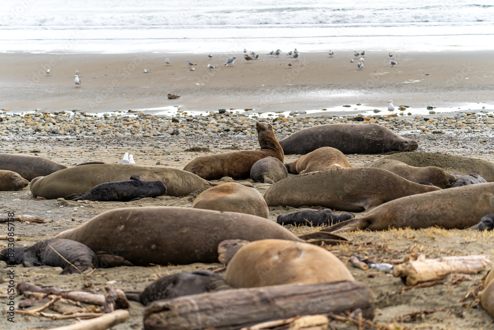 Elephant seals rest on the beach, Point Reyes, California