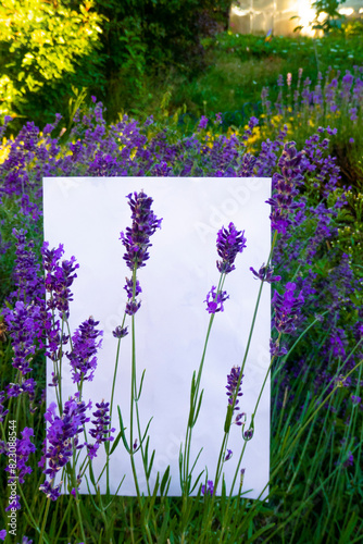 A beautiful branch of lavender lies on a white background. High quality photo