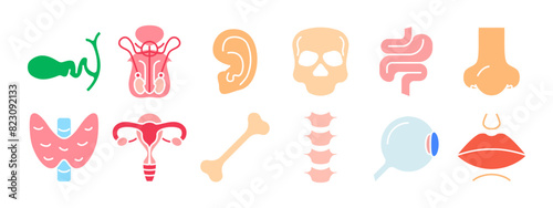 Human anatomy set icon. Gallbladder, reproductive organs, ear, skull, intestine, nose, thyroid, uterus, bone, spine, eye, lips. Medicine, biology.