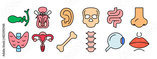 Human anatomy set icon. Gallbladder, reproductive organs, ear, skull, intestine, nose, thyroid, uterus, bone, spine, eye, lips. Medicine, biology.