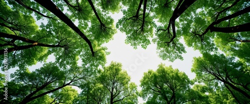 Backgrounds Forest Canopy Looking up photo