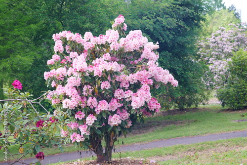 アザレアの木とピンクの花
