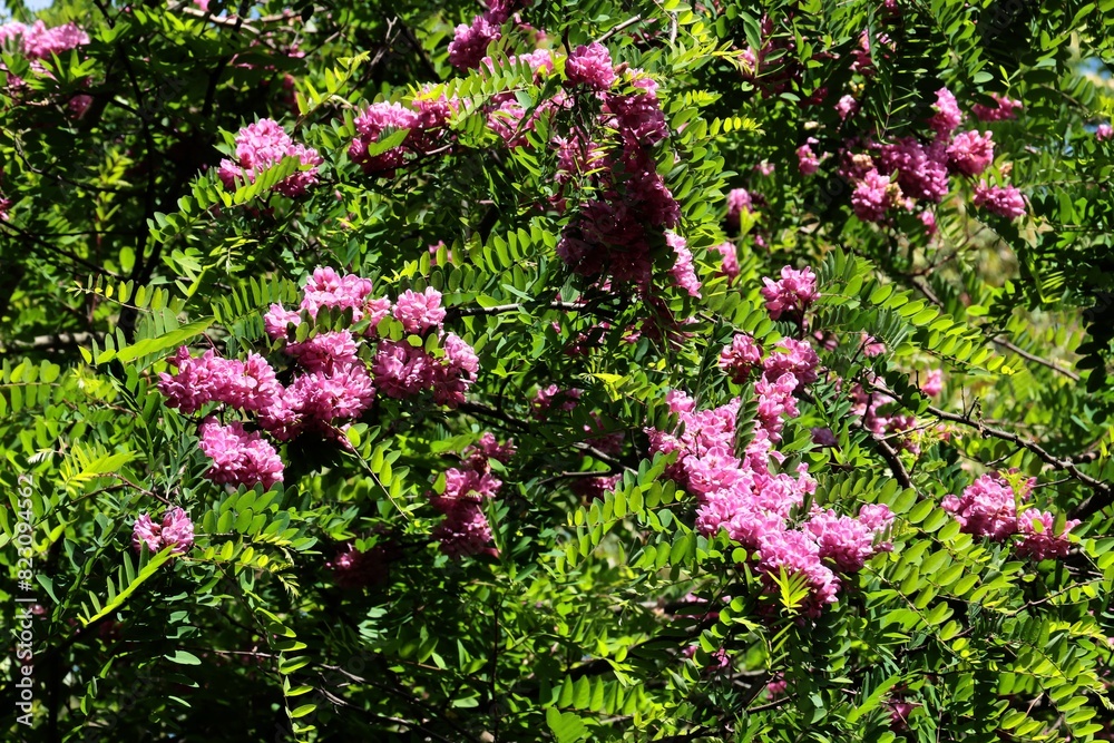 Obraz premium acacia robinia tree with clusters pink flowers at spring