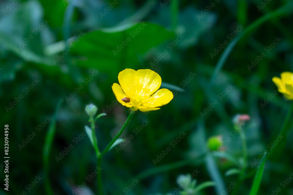 Fototapeta premium Beautiful buttercup flowers in the meadow, closeup