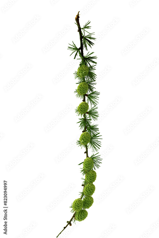 growing green fresh cones of Larch tree at spring growing green fresh cones of Larch tree at spring
