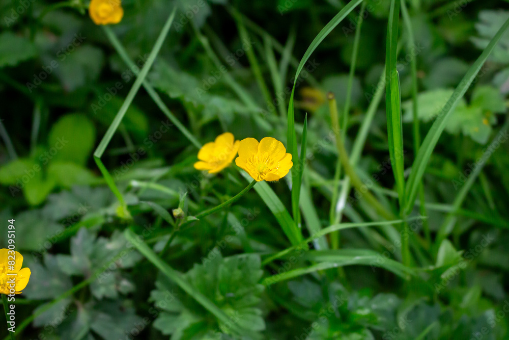 Obraz premium Beautiful buttercup flowers in the meadow, closeup