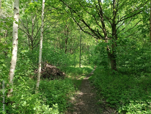 Talsa park during sunny summer day. Oak and birch tree woodland. Sunny day with white and gray clouds in sky. Bushes and small are growing in woods. Nature. Talsos parkas. photo