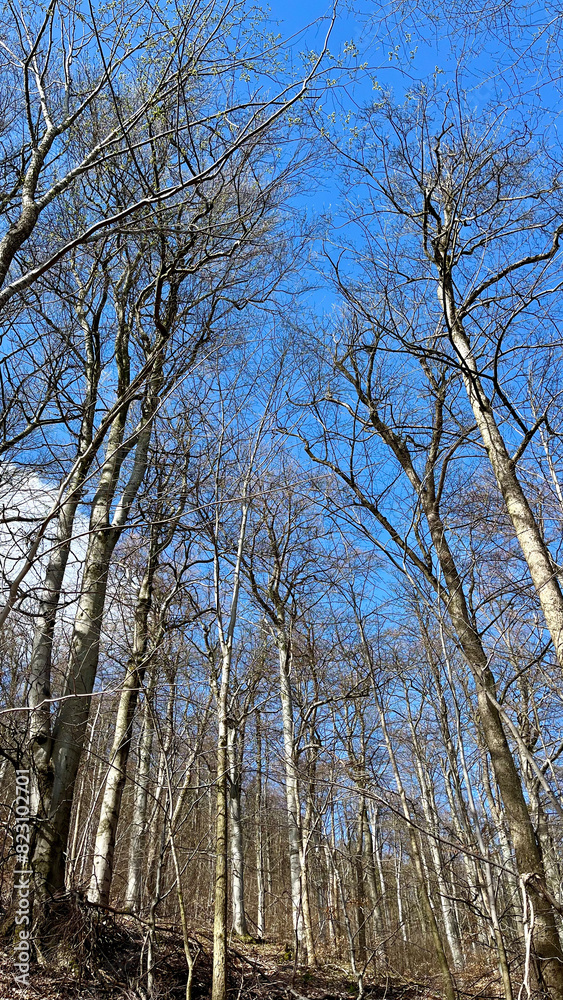 Fototapeta premium Spring mountain forest in Poland, view from below