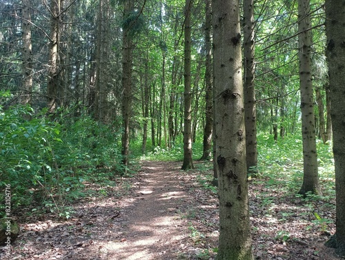 Talsa park during sunny summer day. Oak and birch tree woodland. Sunny day with white and gray clouds in sky. Bushes and small are growing in woods. Nature. Talsos parkas. photo