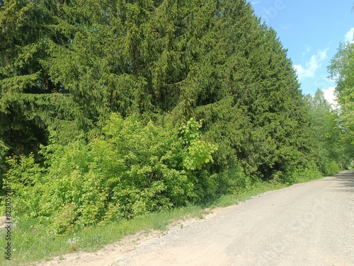 Talsa park during sunny summer day. Oak and birch tree woodland. Sunny day with white and gray clouds in sky. Bushes and small are growing in woods. Nature. Talsos parkas. photo