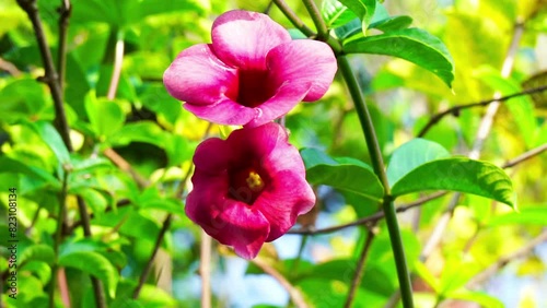 Allamanda blanchetii (purple allamanda, violet allamanda, Allamanda violacea). The stem fiber can be extracted which is very strong and silky white after chemical treatment photo