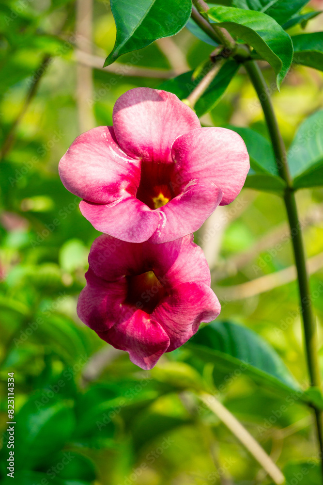 Allamanda blanchetii (purple allamanda, violet allamanda, Allamanda violacea). The stem fiber can be extracted which is very strong and silky white after chemical treatment Allamanda blanchetii (purple allamanda, violet allamanda, Allamanda violacea). The stem fiber can be extracted which is very strong and silky white after chemical treatment