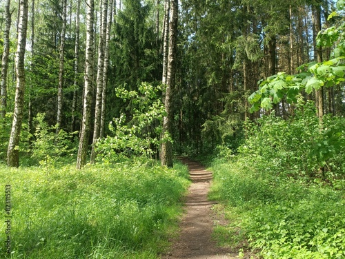 Talsa park during sunny summer day. Oak and birch tree woodland. Sunny day with white and gray clouds in sky. Bushes and small are growing in woods. Nature. Talsos parkas. photo