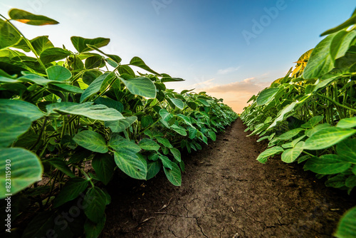 Low angle view of a lush soybean field under a colorful sunset sky photo