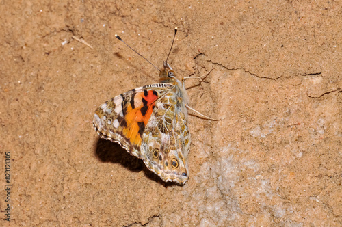 Thistle, or thistle, or thistle, or Vanessa cardui macro photo. Beautiful butterfly.