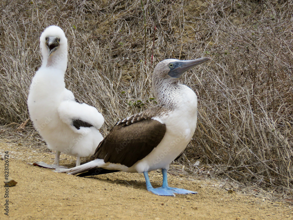 Obraz premium blue-footed booby with chick