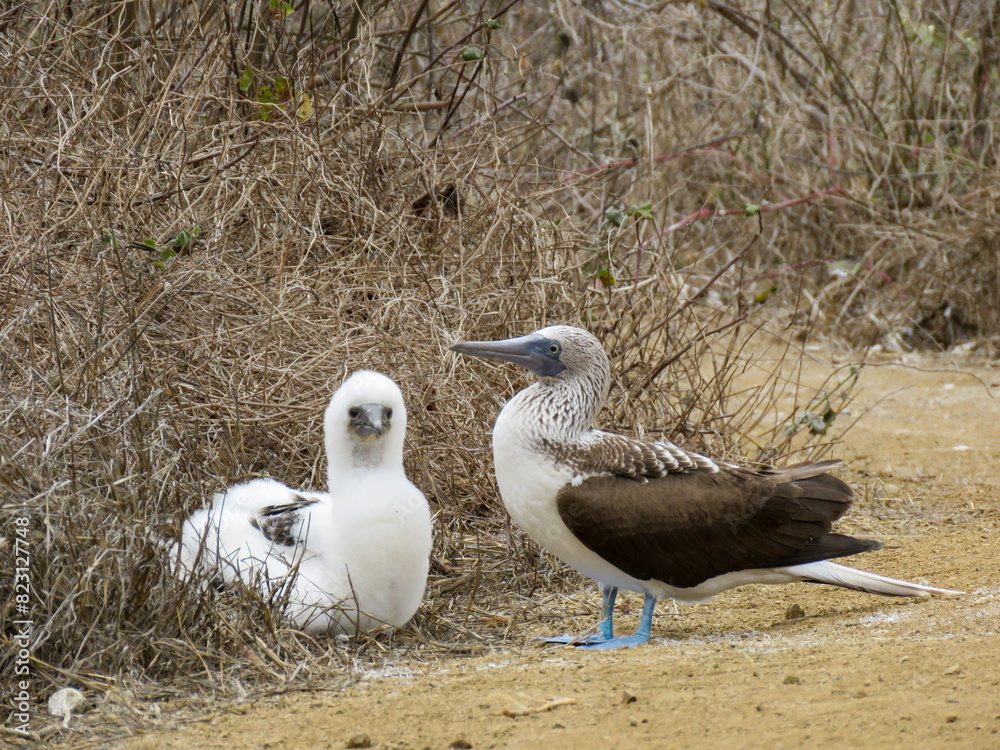 blue-footed booby with chick blue-footed booby with chick