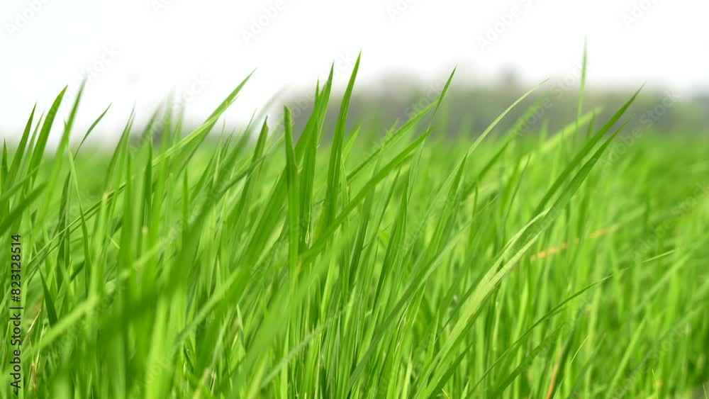 Beautiful green rice plants waves in the wind Beautiful green rice plants waves in the wind