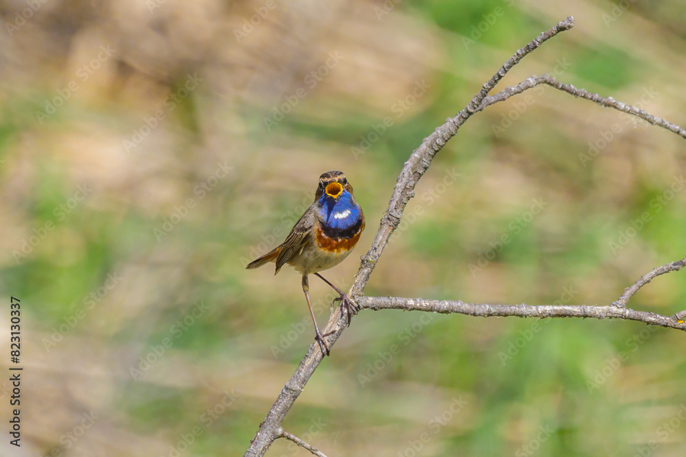 A Bluethroat sitting on a bush in springtime A Bluethroat sitting on a bush in springtime