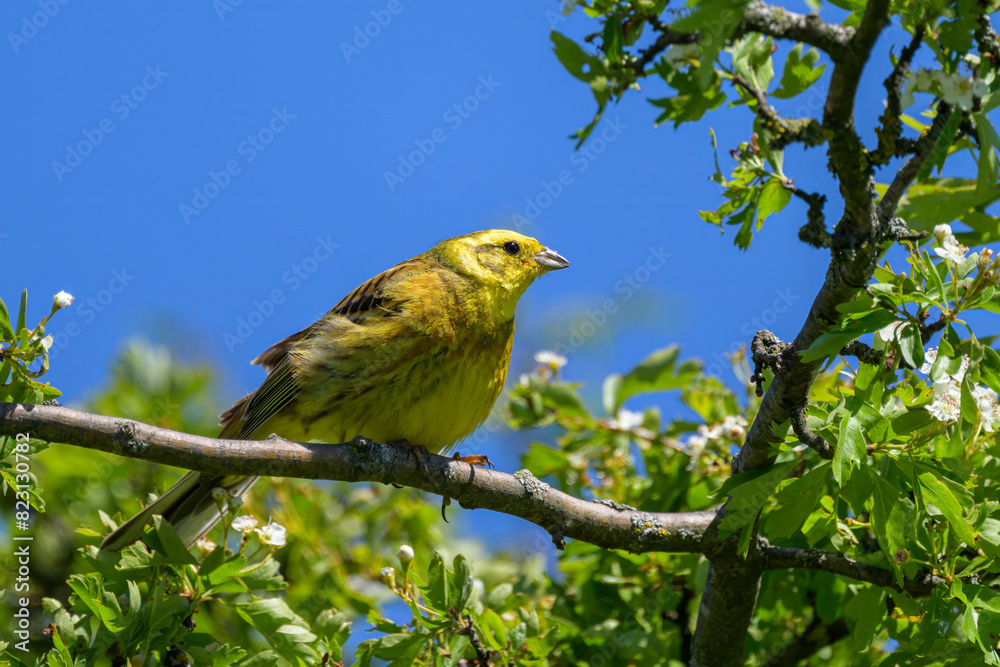 A beautiful male Yellowhammer sitting on a branch A beautiful male Yellowhammer sitting on a branch